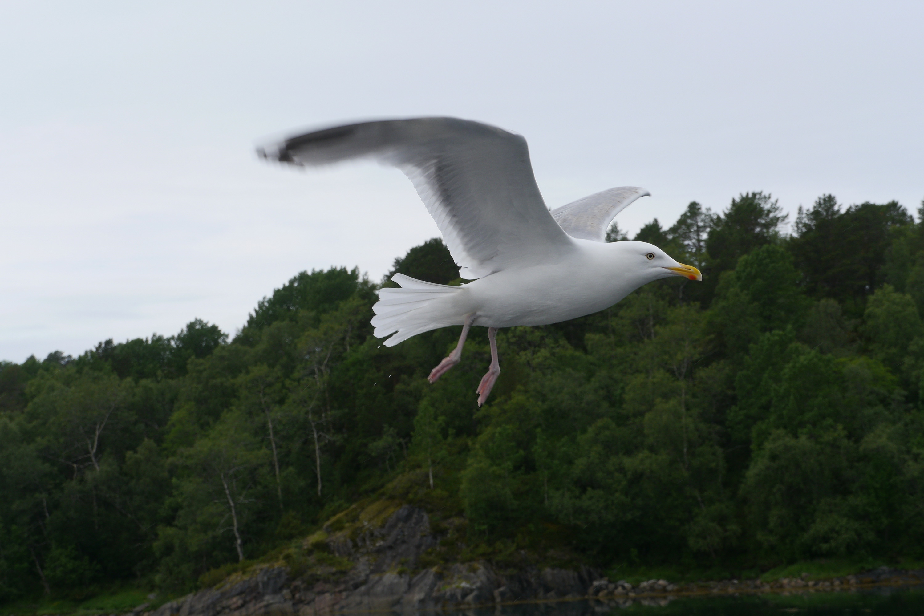 Ausflug zum Svartisen Gletscher